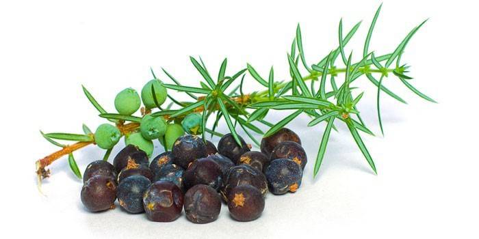 Fructe de ienupăr