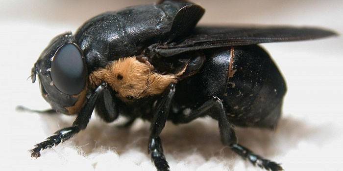 Ανθρώπινη gadfly
