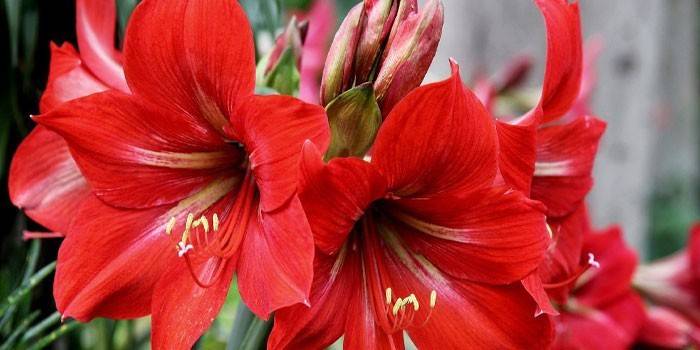 Hippeastrum raudona