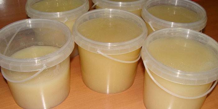 Tejón gordo en cubos