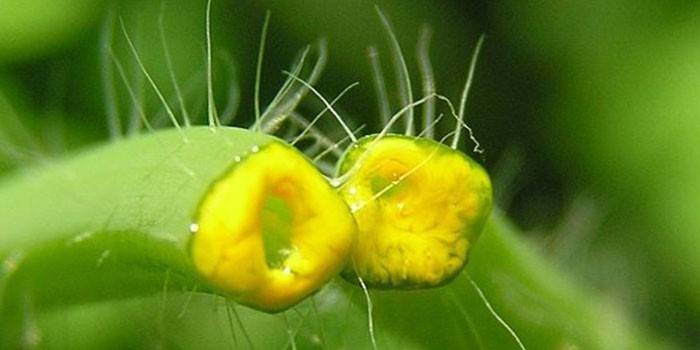 น้ำผลไม้ Celandine