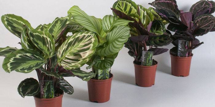 Calatheas in vaso