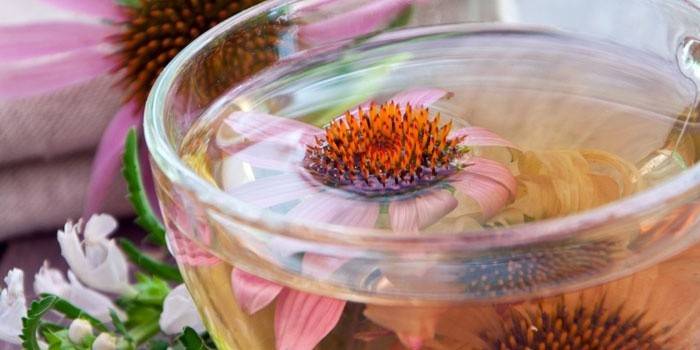 Té de equinácea en una taza