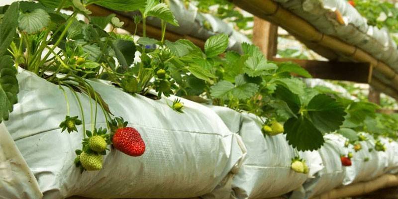 Arbustos de Morango em sacos
