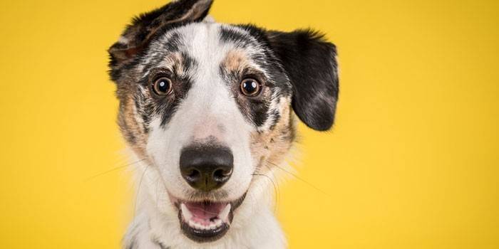 köpek
