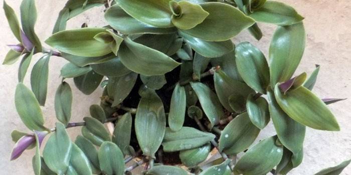 Blossfeldin arvosana