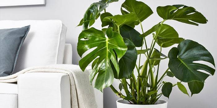 Cây Monstera