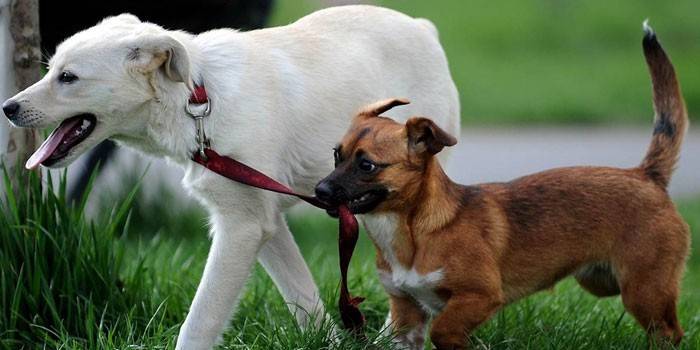 Dois cães