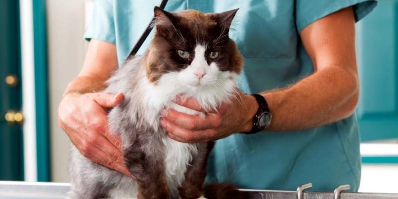 Veterinar cu pisica