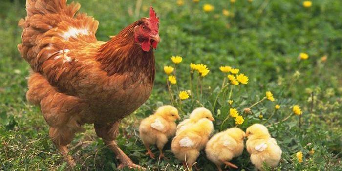 Frango com Galinhas