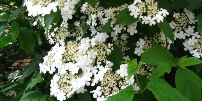 Žydi viburnum