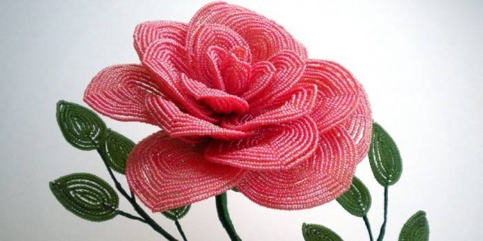 Perle rose rose