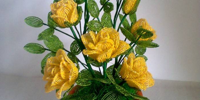 Roses jaunes dans un pot
