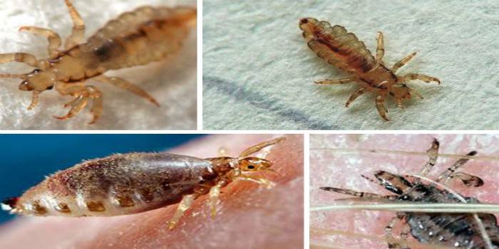 Lininės utėlės ant žmogaus audinių ir odos