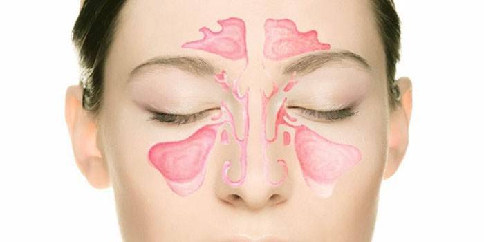 La posizione dei seni mascellari nel corpo umano