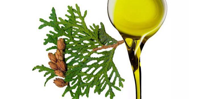 Thuja стрък и олио