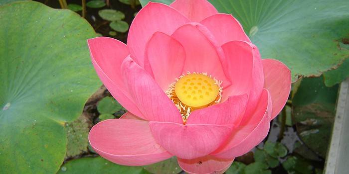 Namumulaklak na nutty lotus sa lawa