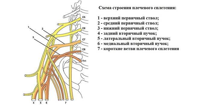 Cấu trúc của đám rối thần kinh cánh tay