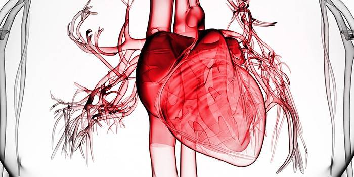 Corazón humano con vasos