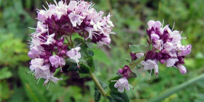 Fiori di origano