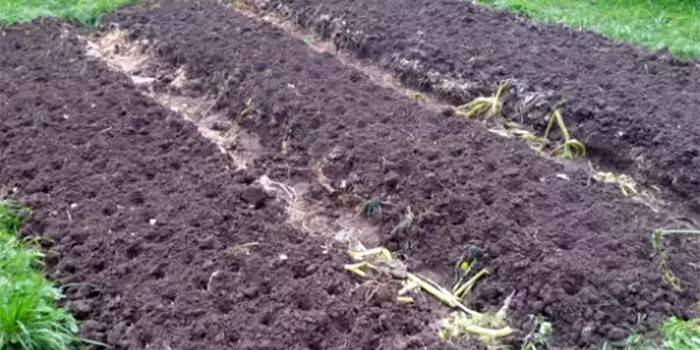 Fertige Beete zum Anpflanzen von Knoblauch