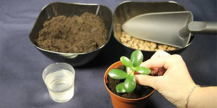 Germoglio e terreno dell'albero dei soldi e un bicchiere d'acqua