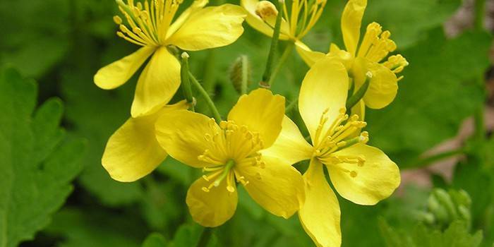 Fiori di celidonia