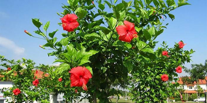 Hibiszkusz bokor