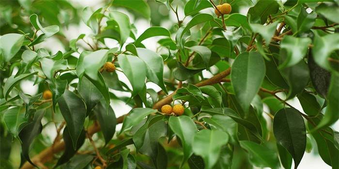 Kukkiva ficus benjamin