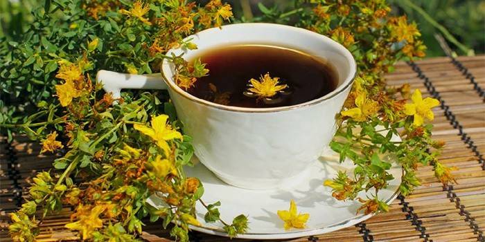 Hypericum مغلي العشبية في كوب