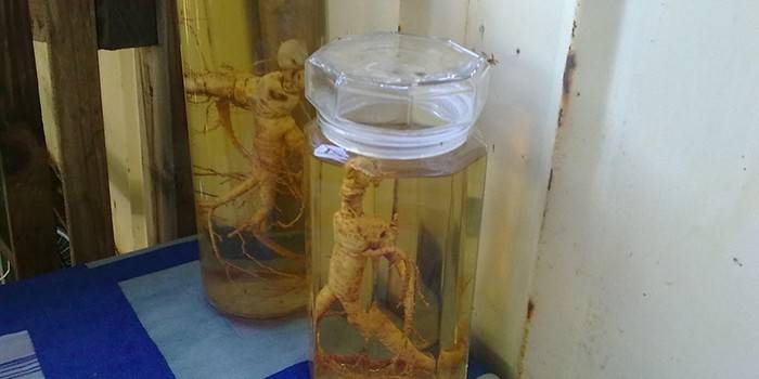 Nhân sâm trong lọ