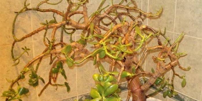 Albero di denaro per trapianto urgente