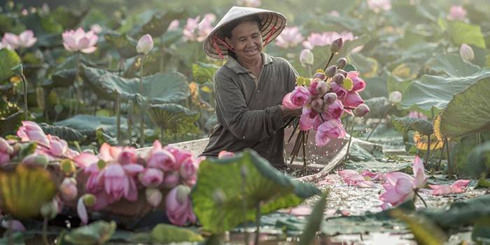 Kinokolekta ng babae ang mga lotus