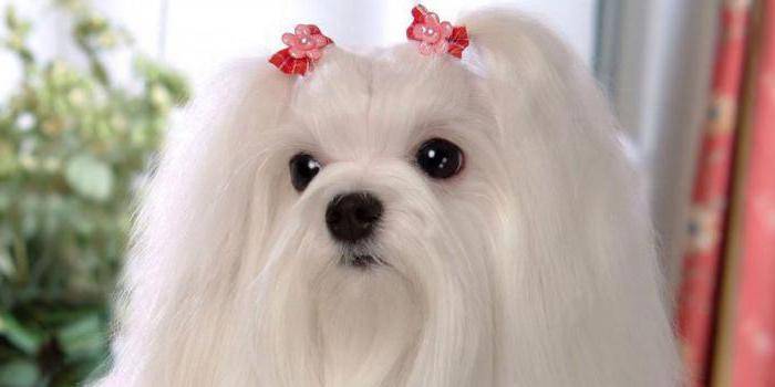 สายพันธุ์สุนัข Bichon Frize