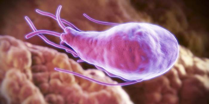Giardia ในตับมนุษย์