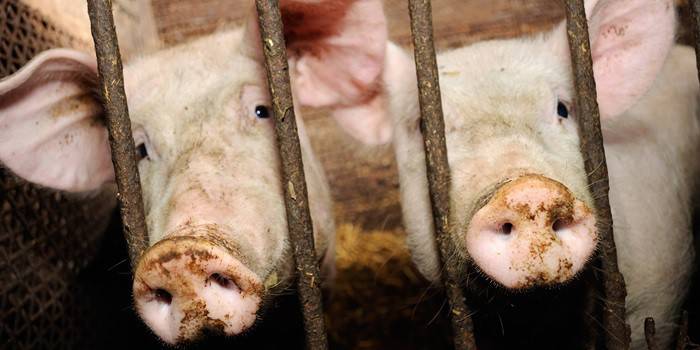 Deux cochons dans le paddock