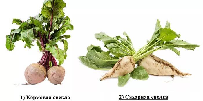 Barība un cukurbietes