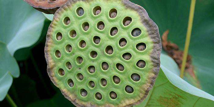 Mga buto ng Lotus sa isang kahon