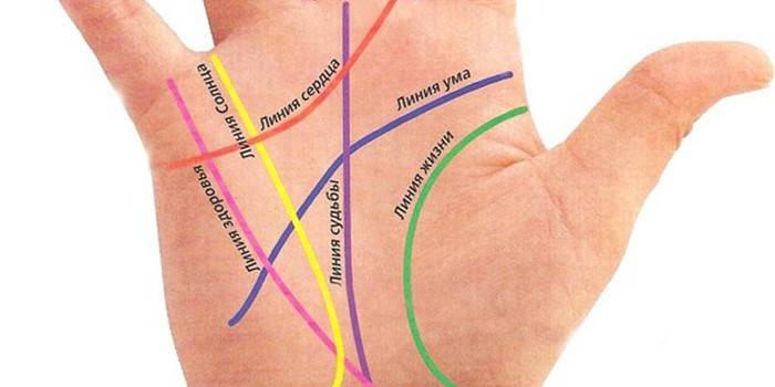 Linhas principais na palma da mão direita