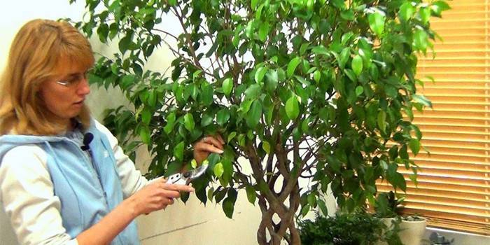 Benjamin Ficus Care