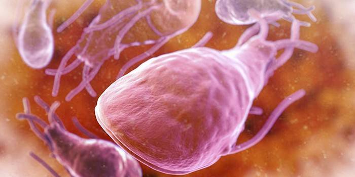 Giardia