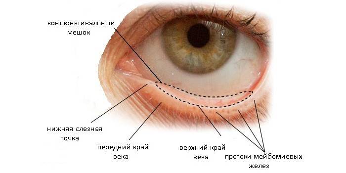 Layout do saco conjuntival