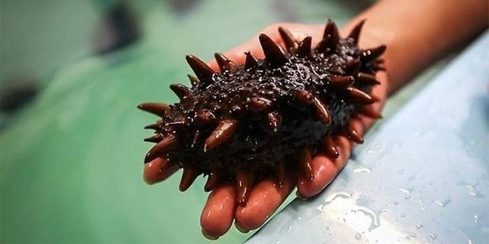 Cucumaria en la palma de tu mano