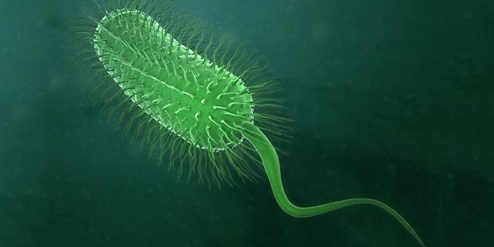 Amoeba Negleria Fowler