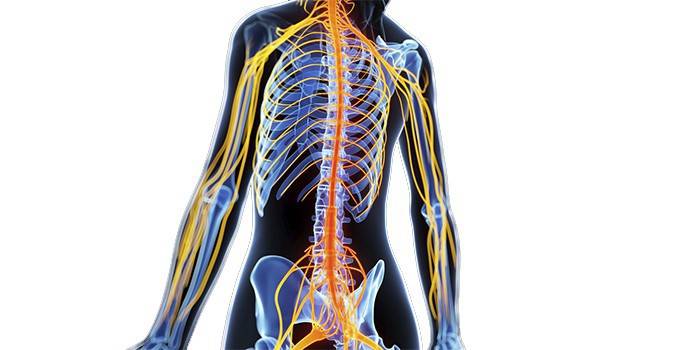 Sơ đồ hệ thần kinh ngoại biên của con người