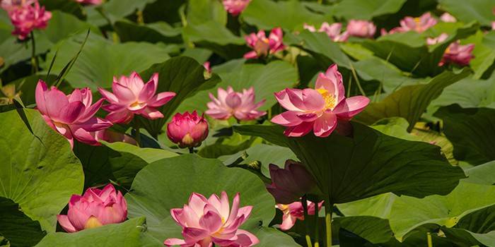 Namumulaklak na mga lotus