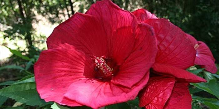Fű hibiszkusz