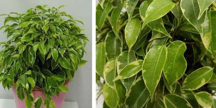 Ficus Benjamin