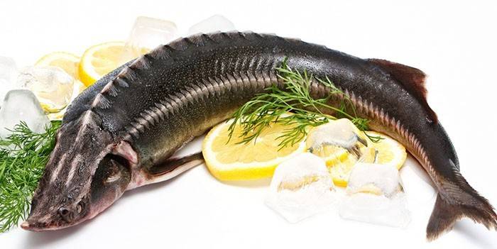 Sturgeon un citrons