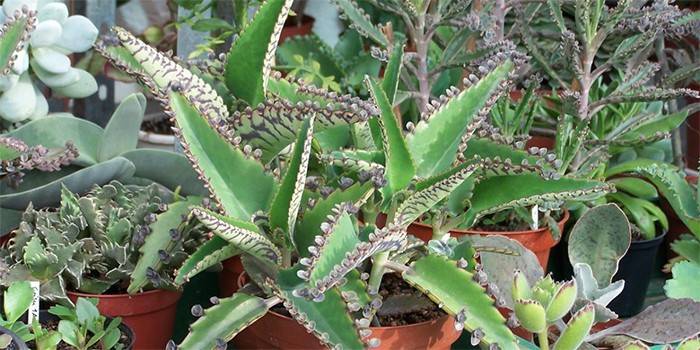 Kalanchoe ในสวนที่บ้าน